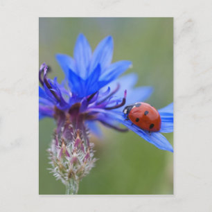 Cartão Postal Ladybug em uma flor de milho azul