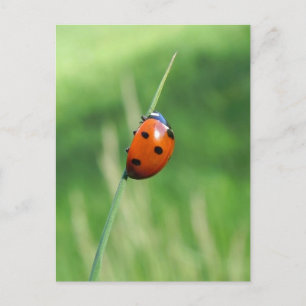 Cartão Postal Ladybug em uma folha de capim