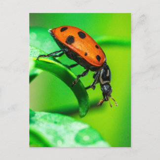 Cartão Postal Ladybug Macro Nature Postcard | Vibrant Garden Bug