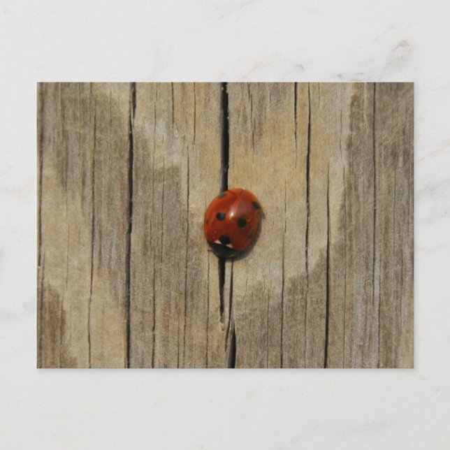 Cartão Postal Ladybug na madeira (Frente)