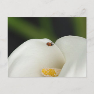 Cartão Postal Ladybug no cartão-postal Calla Lily