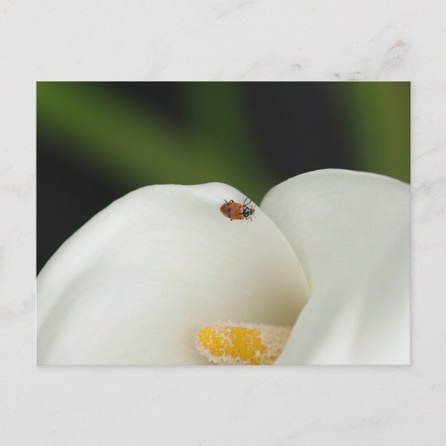 Cartão Postal Ladybug no cartão-postal Calla Lily (Frente)