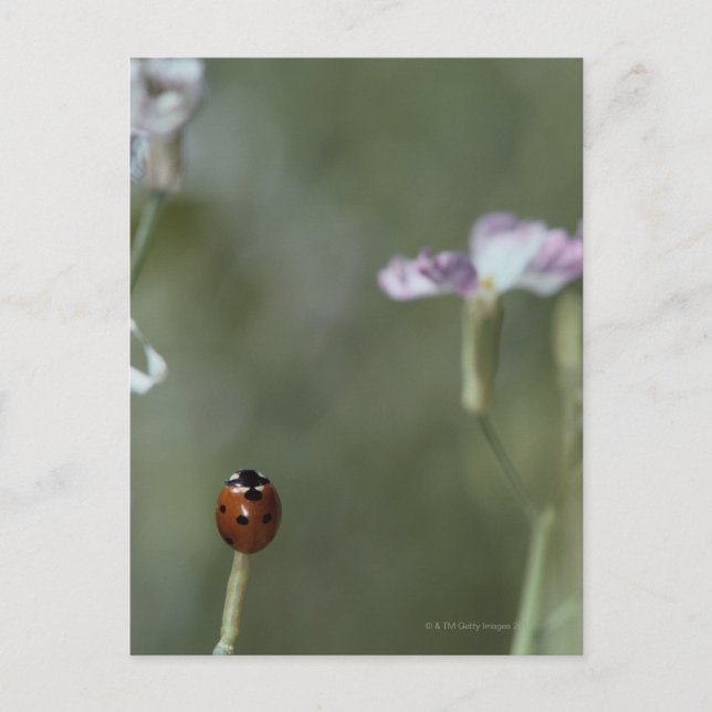 Cartão Postal Ladybug no Stem (Frente)