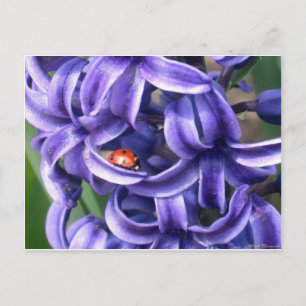 Cartão Postal Ladybug On Hyacinth