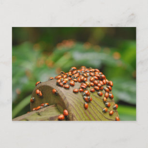 Cartão Postal Ladybugs
