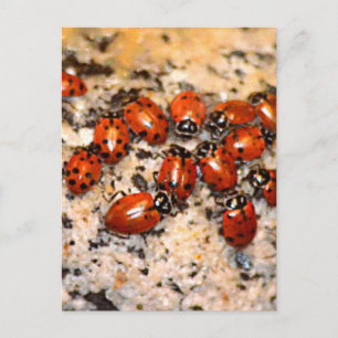 Cartão Postal Ladybugs