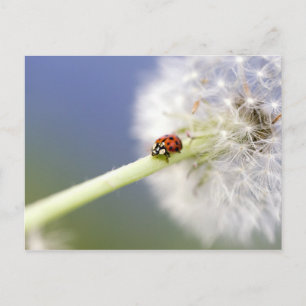 Cartão Postal Ladybugs & Dandelion