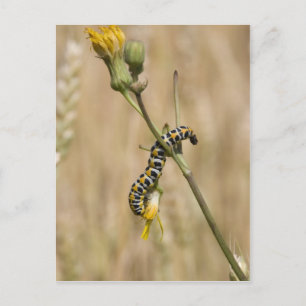 Cartão Postal lagarta