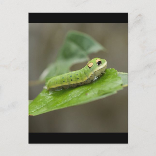 Cartão Postal Lagarta-Borboleta Larva (Frente)