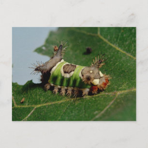 Cartão Postal Lagarta Comendo uma Folha