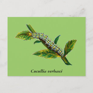 Cartão Postal Lagarta-da-cucullia verbasci