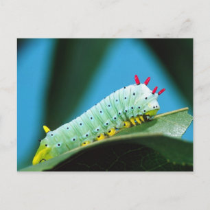 Cartão Postal Lagarta da Mariposa Prometeu, Callosamia