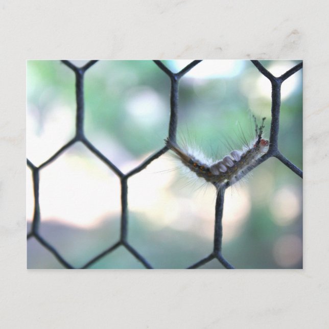 Cartão Postal Lagarta Louca (Frente)