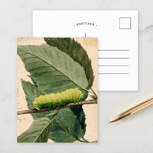 Cartão Postal Lagarta Lunar   Abbott Handerson Thayer