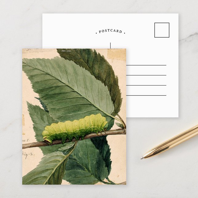 Cartão Postal Lagarta Lunar | Abbott Handerson Thayer (Criador carregado)