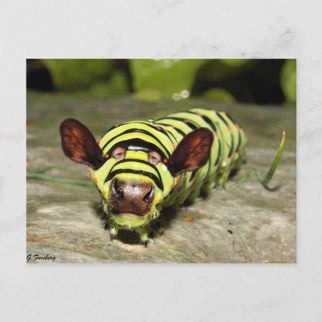 Cartão Postal Lagarto (Frente)