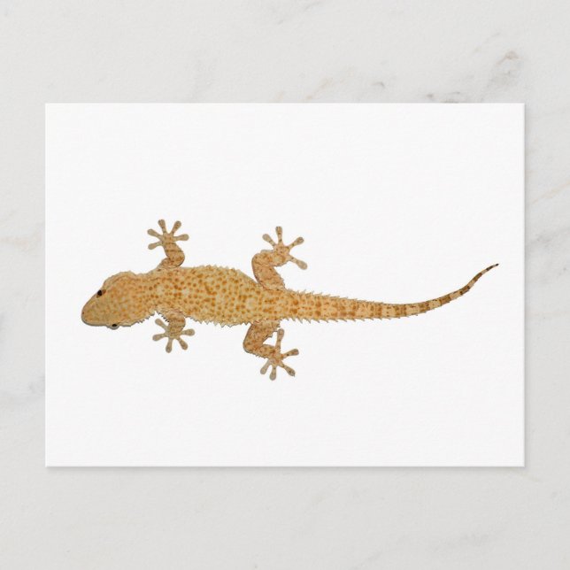 Cartão Postal lagarto da lagartixa (Frente)