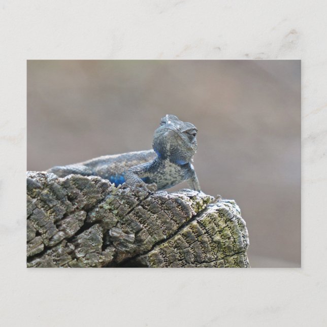 Cartão Postal Lagarto de Barriga Azul (Frente)