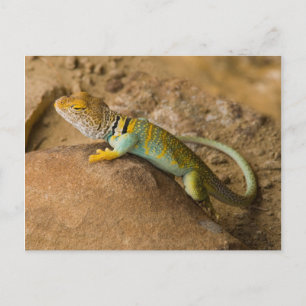 Cartão Postal Lagarto-de-colar