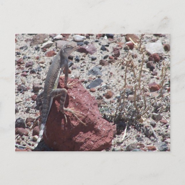 Cartão Postal lagarto-de-coleira-branca (Frente)