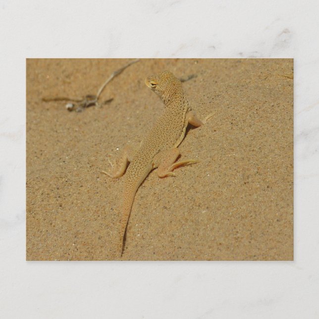 Cartão Postal Lagarto-de-dedos-frangiados-do-Mojave (Frente)