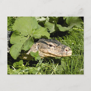 Cartão Postal Lagarto de monitoração de água
