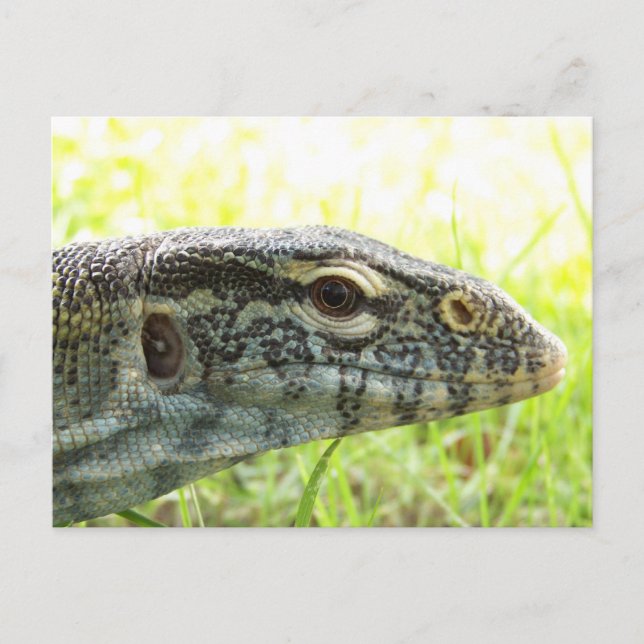 Cartão Postal Lagarto-do-nilo (Frente)
