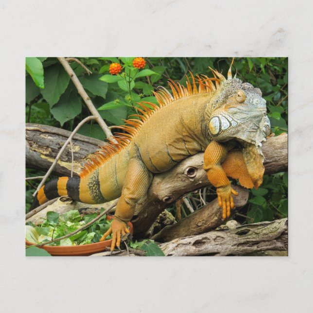 Cartão Postal Lagarto dragão (Frente)