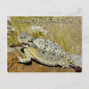 Cartão Postal Lagarto Horned régio da arizona