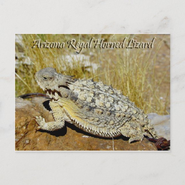 Cartão Postal Lagarto Horned régio da arizona (Frente)