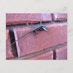 Cartão Postal Lagarto na Parede de Tijolo Fotografia da Natureza
