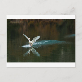 Cartão Postal lago do cisne