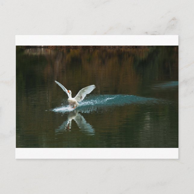 Cartão Postal lago do cisne (Frente)