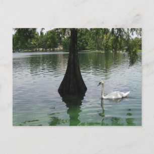 Cartão Postal Lago dos Cisnes Fotografia de Aves da Vida Selvage