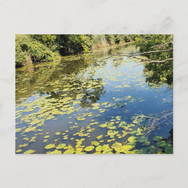 Cartão Postal Lago Erie Metropark River View (Frente)