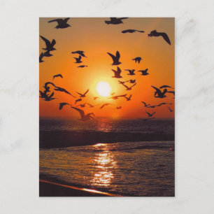 Cartão Postal Lago Erie Sunset