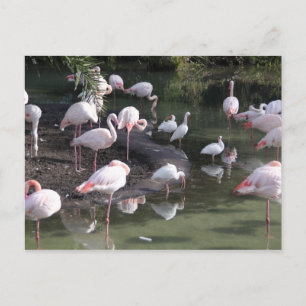 Cartão Postal Lago Flamingo
