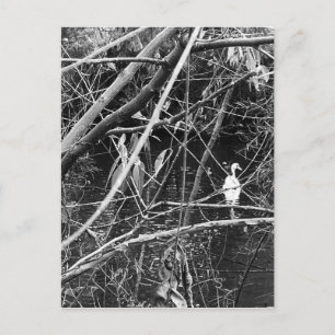 Cartão Postal lago george