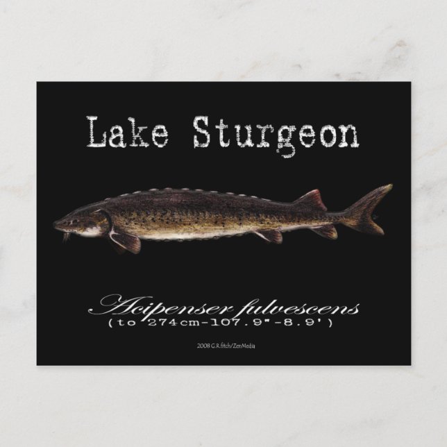 Cartão Postal Lago Sturgeon-Black-Postcard (Frente)