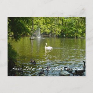 Cartão Postal Lago Swan