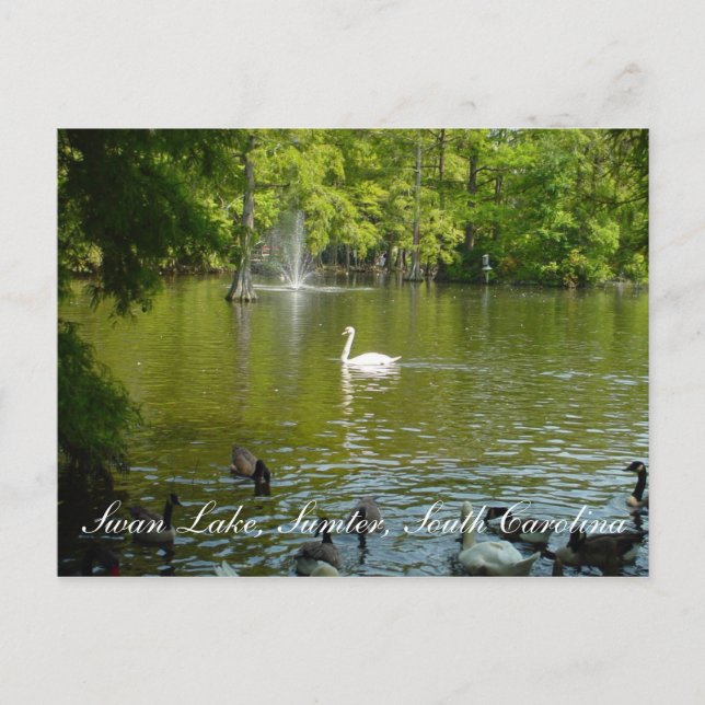 Cartão Postal Lago Swan (Frente)