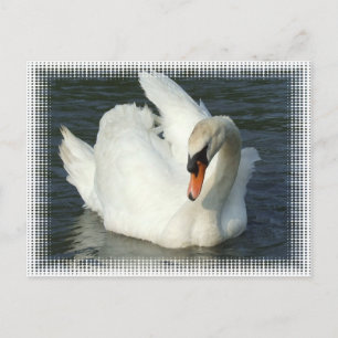 Cartão Postal Lago Swan