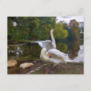 Cartão Postal lago Swan