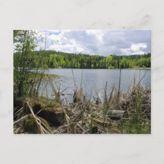 Cartão Postal Lago Trees e Sky Marshall Lake Boundary B.C.