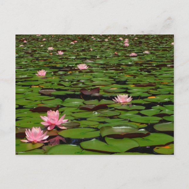 Cartão Postal Lagoa de flor de lírio, de água doce, rosa (Frente)