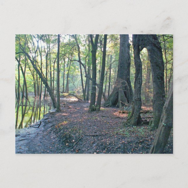 Cartão Postal Lagoa do rio Suwannee (Frente)