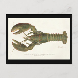 Cartão Postal Lagosta Americana - Sherman Denton Fish Lithograph