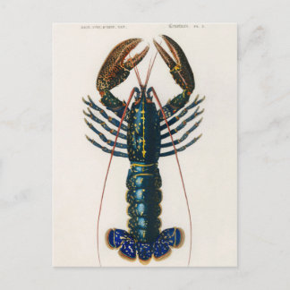 Cartão Postal Lagostim Carmesim (Palemon Ornatum)