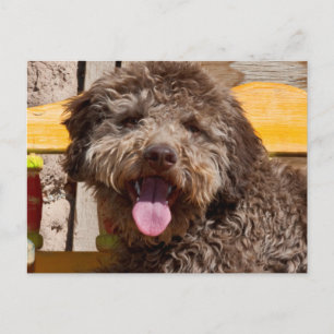 Cartão Postal Lagotto Romagnolo Deitado Em Uma Bancada De Madeir
