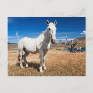 Cartão Postal Laguna Azul, paisagem com cavalos